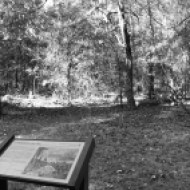Confederate Colonel William Martin ordered a cease fire to remove burning wounded soldiers from these woods